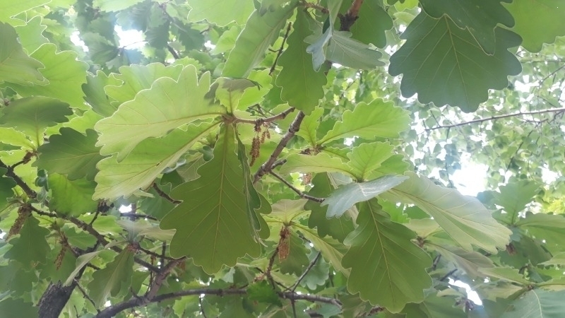 20250501[신발 깔창으로 쓰여 신갈이나무로도 불렸던 신갈나무].jpg