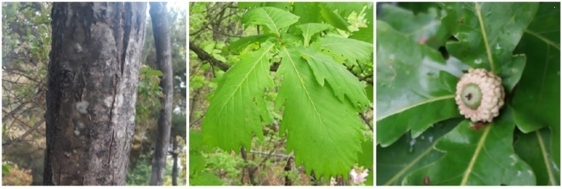 [포맷변환]20250501[신갈나무 줄기, 나뭇잎, 도토리].jpg