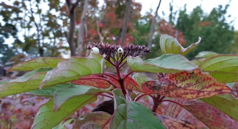 20250703[흰말채나무 꽃말 '당신을 보호해드리겠습니다.'.jpg