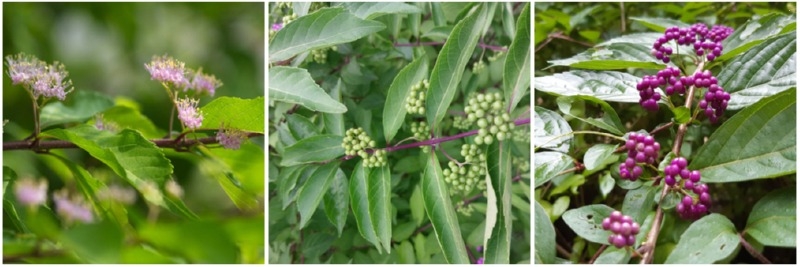 [포맷변환]20250819[좀작살나무꽃과 열매.jpg