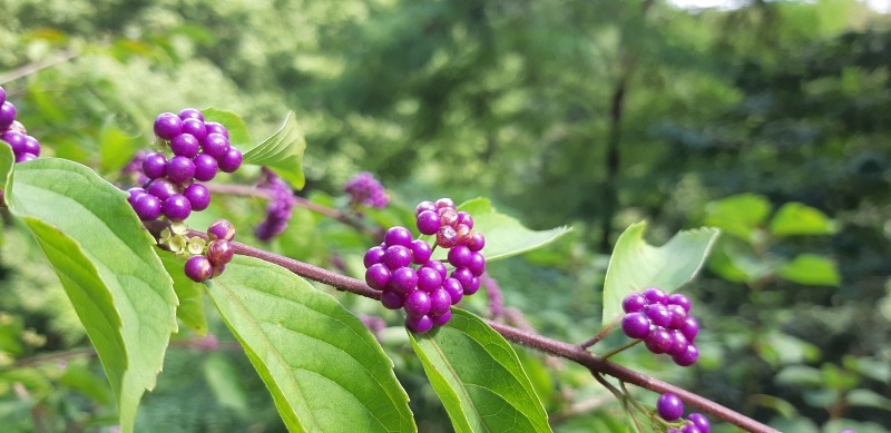20250819[좀작살나무 열매 (여름).jpg