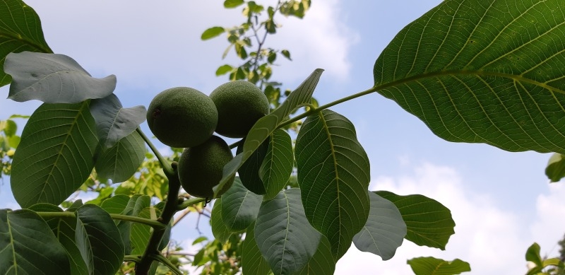 20250902[호두나무 열매.jpg