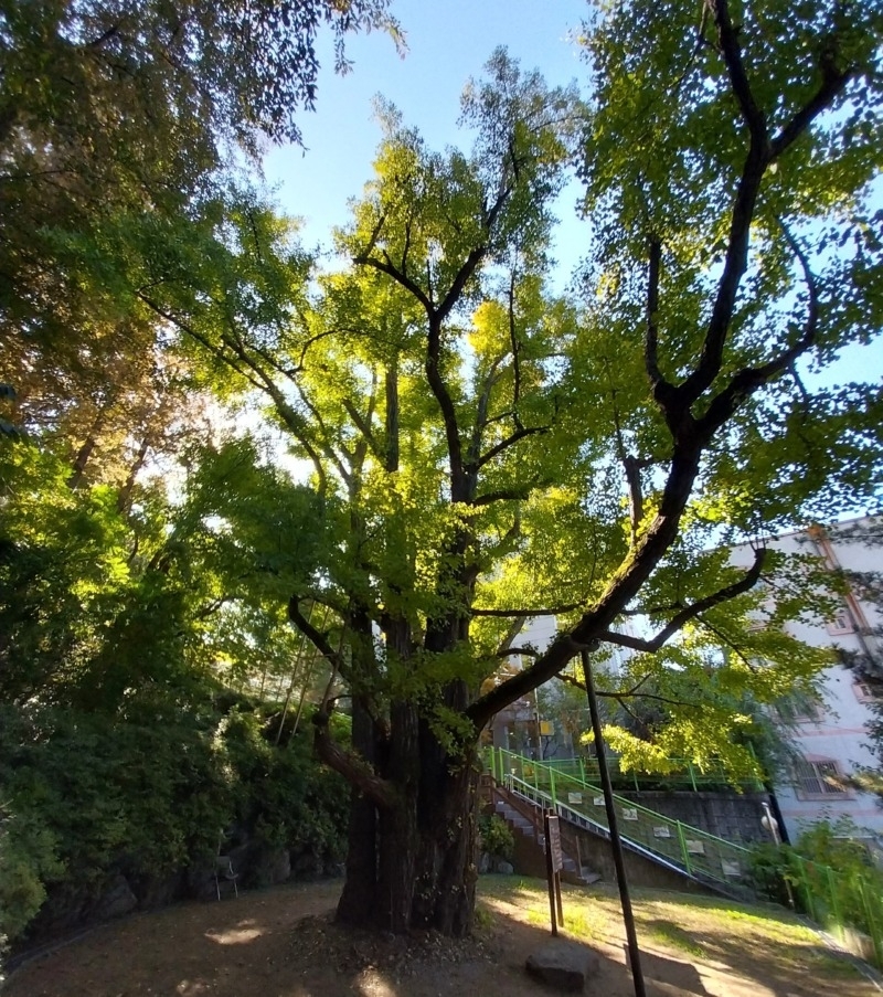 20250911]은행동 유례가 되는 성남보호수 제3호 은행나무.jpg