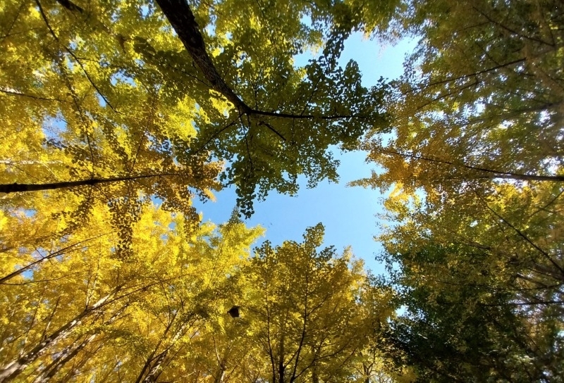 20250911]은행나무 숲 (은행동).jpg